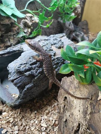 Bosc Monitor