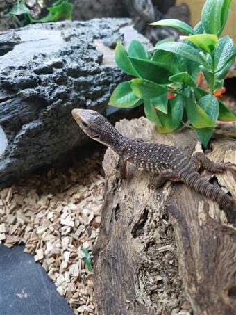 Bosc Monitor