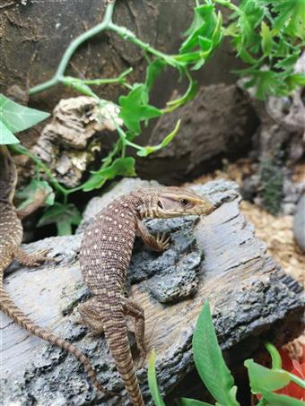 Bosc Monitor