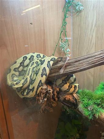 Jungle Carpet Python (Jaguar )