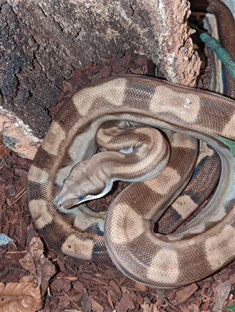 Boa Constrictor (Motley)