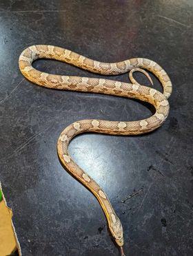 Corn Snake (Ghost)