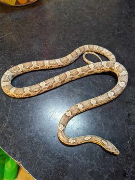 Corn Snake (Ghost)