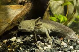 Axolotl (Wild type)