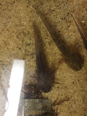 Brown Axolotl
