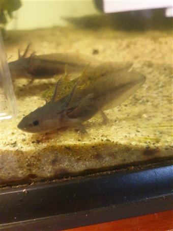 Brown Axolotl