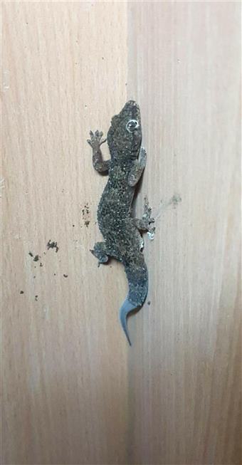 House Gecko
