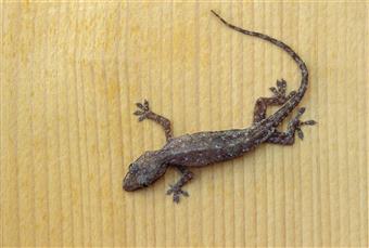 Common House Gecko