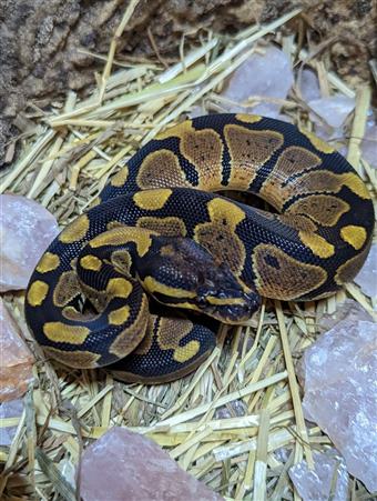 Royal Python (GHI)