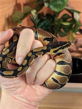 GHI Stripe Royal Python