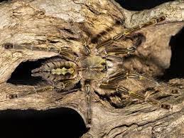 red slate ornamental tarantula