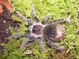 Salmon Pink Tarantula