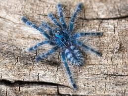 Antilles pink toe