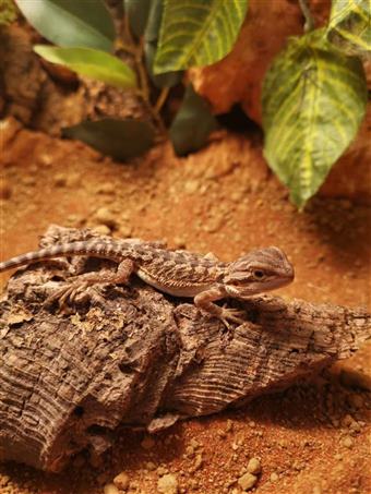 Bearded Dragon 