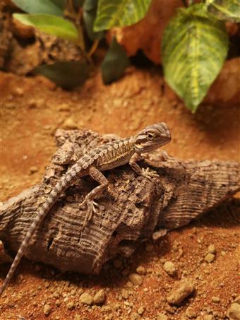 Bearded Dragon 