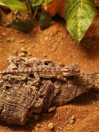 Bearded Dragon 