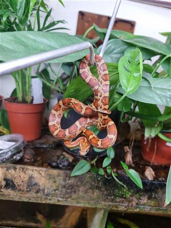 Corn Snake (Carolina)