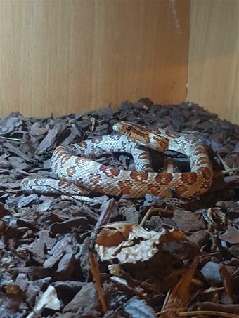 Carolina Corn Snake
