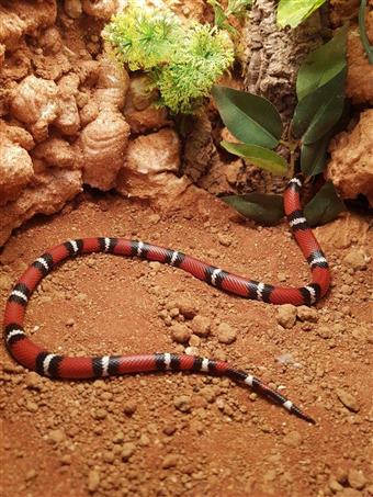 Mexican Tricoloured Milk Snake