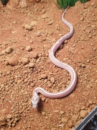 Corn Snake (Ghost)