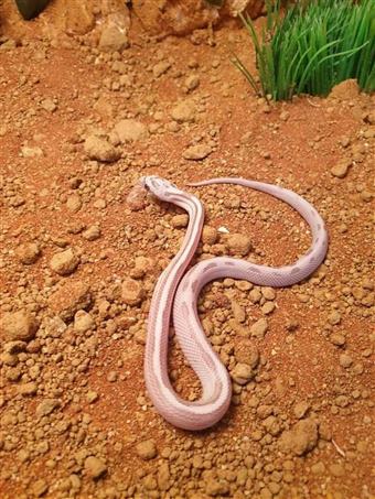 Corn Snake (Ghost)