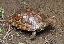 Painted wood turtle