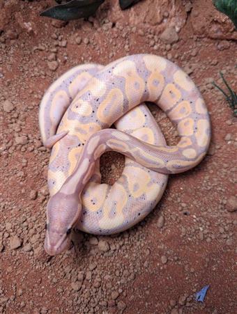 royal python (Banana Orange Dream Pastel)