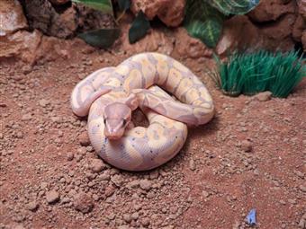 royal python (Banana Orange Dream Pastel)