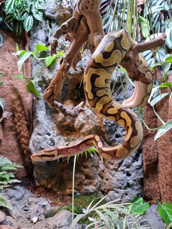 Royal Python (Enchi)