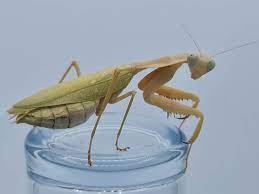 Timor Shield Mantis