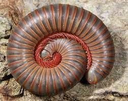 American Giant Millipede