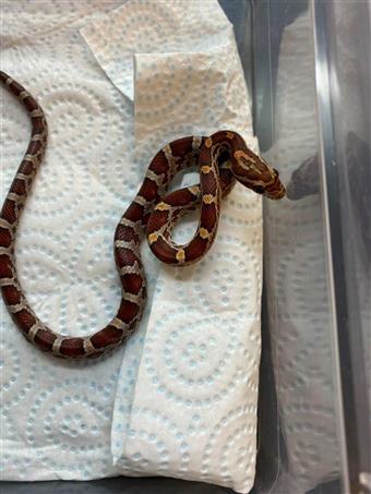 Corn Snake (Carolina) 