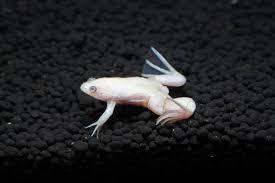 African clawed frog (Albino)