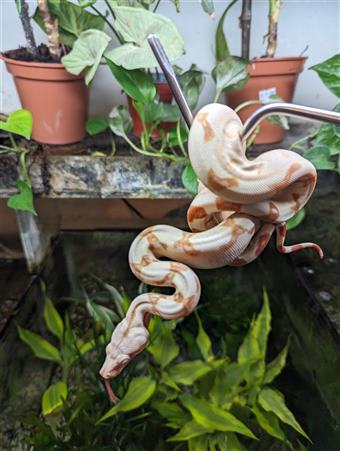 Boa constrictor (Sunglow)