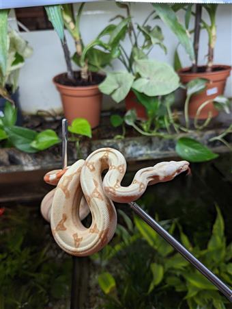 Boa constrictor (Sunglow)