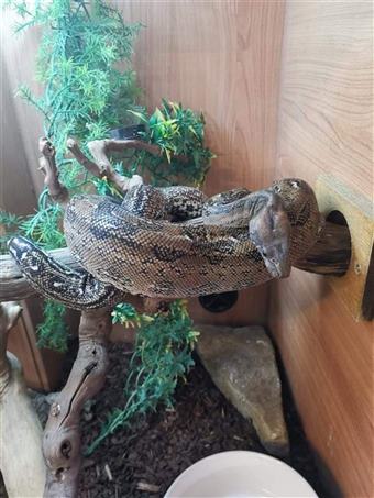 Dwarf Leopard Boa stars and stripes