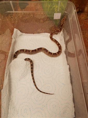 Corn snake (Caramel)