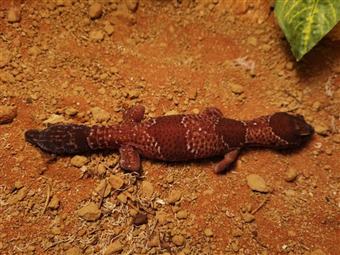 African Fat Tailed Gecko