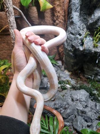 Corn Snake (Snow)