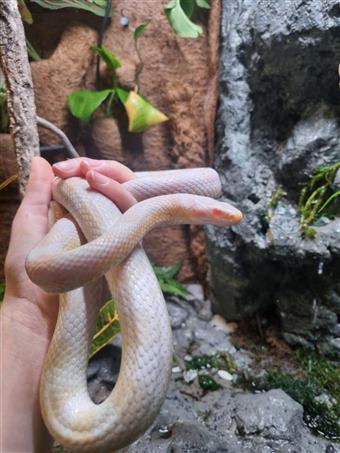 Corn Snake (Snow)