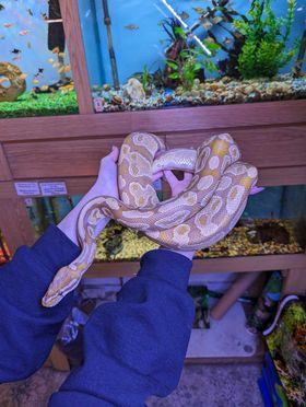 Royal python (Caramel albino)