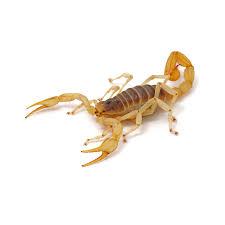 Desert Hairy Scorpion 