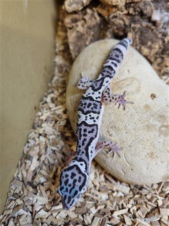Leopard Gecko (Mac Snow)