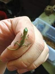Green Anole
