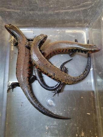 Fire Skink