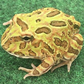 Horned Frog (Camo)