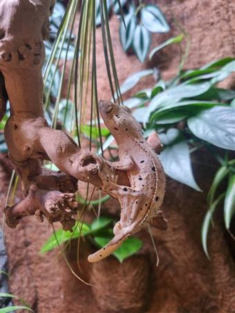 Crested Gecko (Dalmatian)