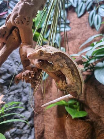 Crested Gecko (Pinstripe)
