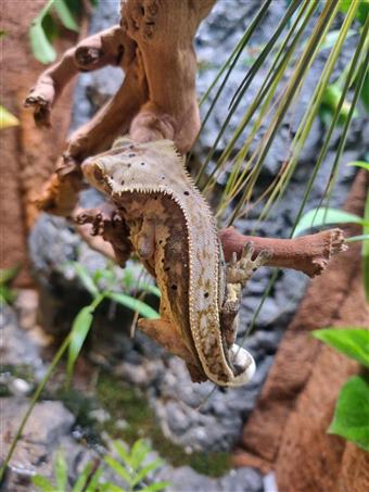Crested Gecko (Pinstripe)