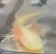 Axolotl (Albino)